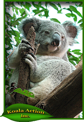 koala-in-a-tree