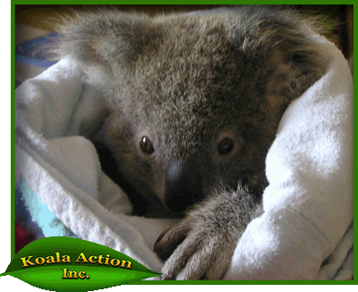 koala-joey-in-care