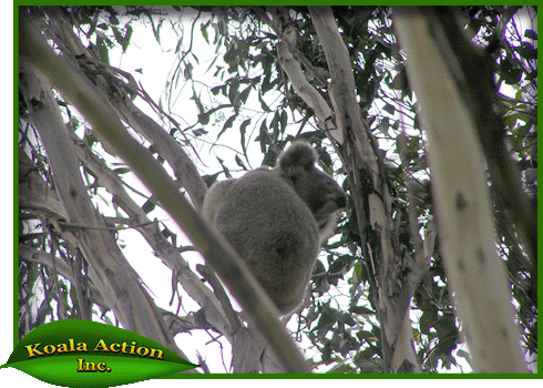 stanley-street-koala