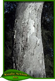 koala-action-inc-food-trees-Eucalyptus-seeana-bark